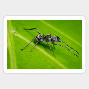 Unique and organic photo of an ant mimic spider Sticker